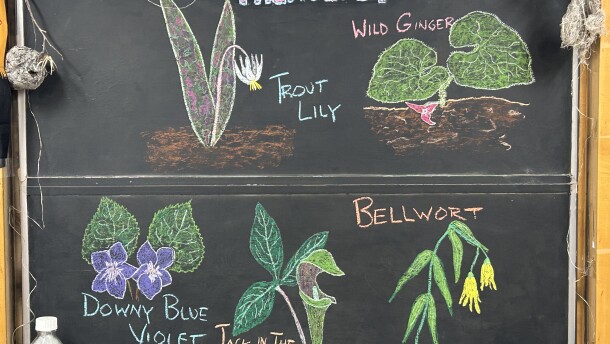 Chalk illustrations show a downy blue violet, Jack in the pulpit, bellwort, wild ginger, and trout lily.