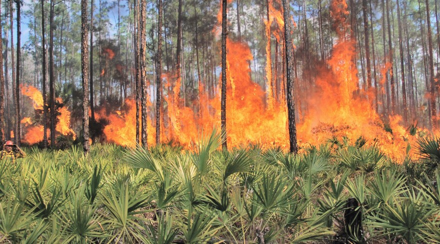 https://www.flickr.com/photos/usfwssoutheast/5142785230; https://creativecommons.org/licenses/by/2.0/