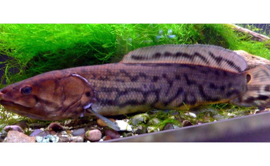 A bowfin in an aquarium.