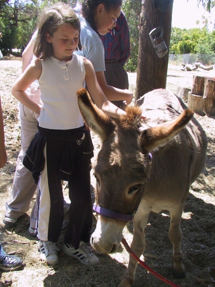 Two donkeys, cared for by the community, live on Witt's property. The donkeys attract daily visits from children, in part because one of the animals was the model for the Donkey character in the <em>Shrek</em> movies.