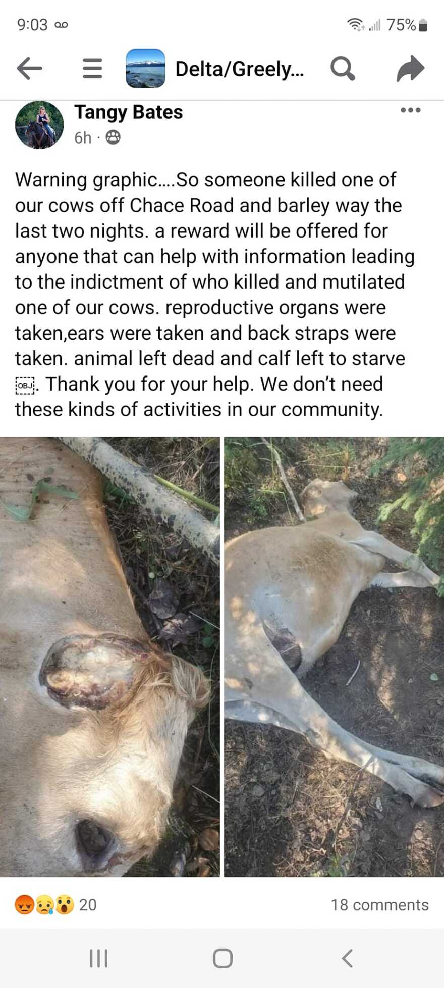 The Bateses posted these images of the mutilated cow on Facebook about the crimes and offer a reward for help with identifying those who committed them.