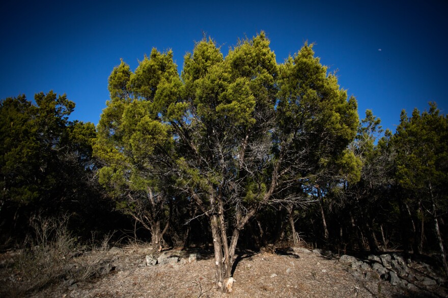 Ashe juniper trees, the primary cause of cedar fever, in Leander.