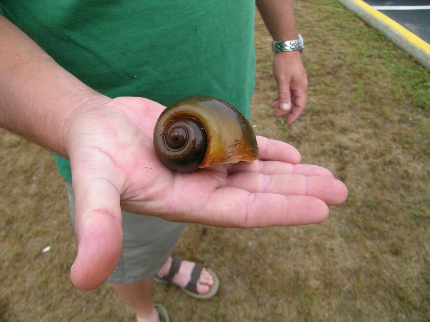 "Apple snails are native to South America, so they have no natural predators. They can get very large. Up to six inches. They've been called one of the world's worst invaders.” Racheal Hoch, N.C. Wildlife Resources Commission