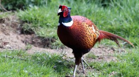 Pheasant