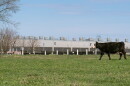 A cow on Josh Walton's property walks in front of a data center in Umatilla, Ore., on April 3, 2026.