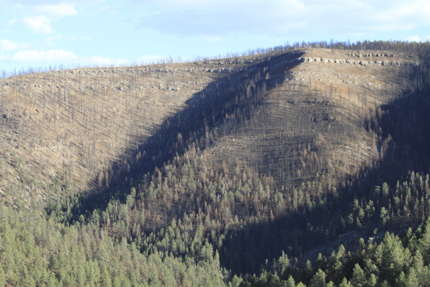 Charred trees left behind by the largest wildfire in New Mexico's recorded history liner the mountainside near El Porvenir, New Mexico, April 12, 2023. The fire was sparked in 2022 when two prescribed burn operations conducted by the U.S. Forest Service went awry. (AP Photo/Susan Montoya Bryan)