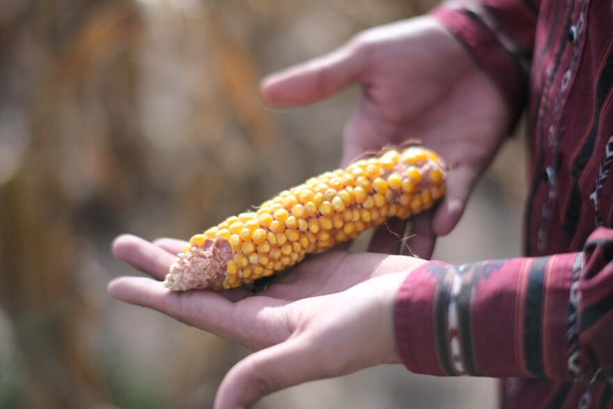 Truck driver Isaac Yara holds up a piece of dryland field corn while waiting for his truck load to finish. This corn is smaller than irrigated corn.