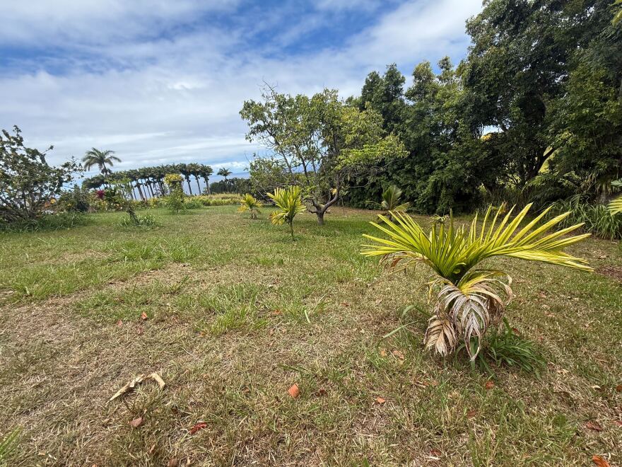 Jermy Uowolo's property on Hawaiʻi Island.