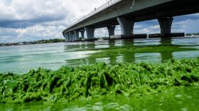 Water full of algae laps along the Sewell's Point shore on the St. Lucie River under an Ocean Boulevard bridge, Monday, June 27, 2016. The Martin County Commission decided at an emergency meeting Tuesday to ask state and federal authorities to declare a disaster where blue-green algae has closed beaches. County officials on Florida's Atlantic coast want the U.S. Army Corps of Engineers to close the locks between Lake Okeechobee and the St. Lucie River. (Richard Graulich/The Palm Beach Post via AP)