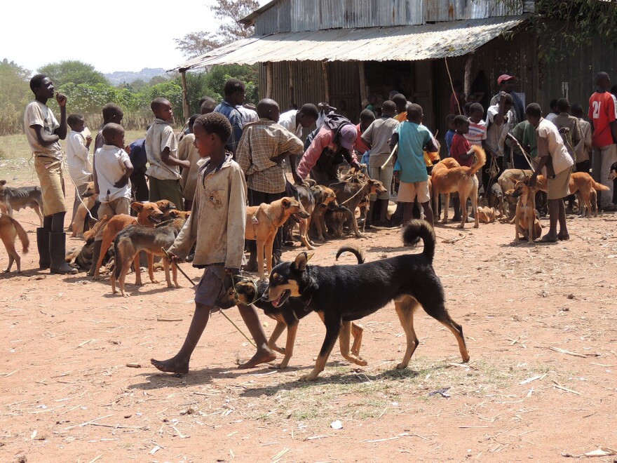 The dog parade: Vaccinating about 70 percent of dogs is enough to eliminate rabies from an area, researchers have found.