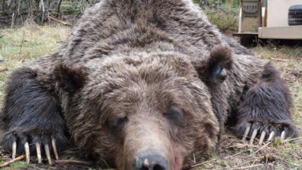 A grizzly bear lies on the ground with a trailer behind it.