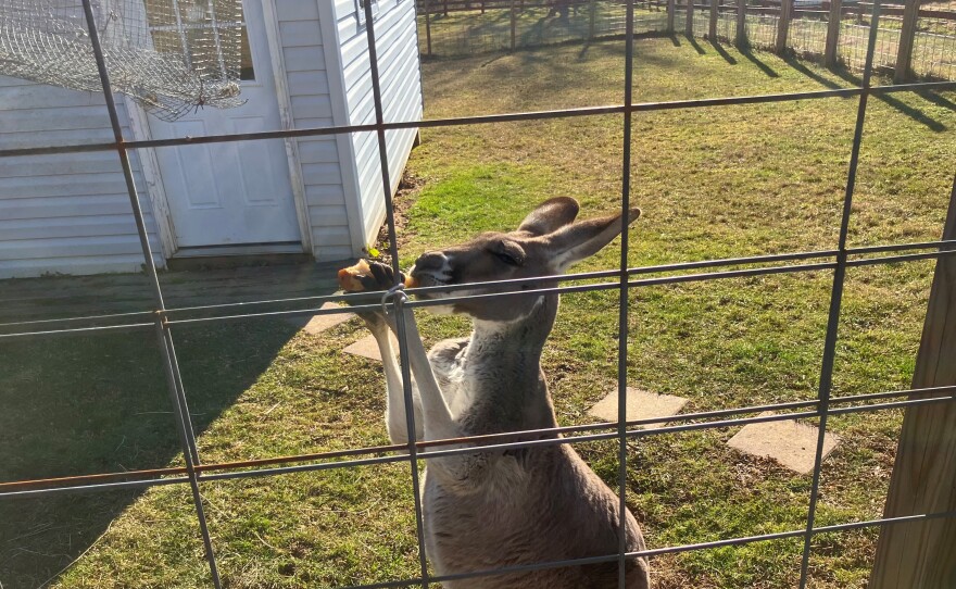 Roo, the kangaroo, enjoys a pear. Dan Vitilio, who resides in Kingsville, Maryland, provides animals for hire for various uses. Typically Vitilio's hawks and other birds are used for events. But in Baltimore County, his trained hawk may be used to scare away bird from the Baltimore County landfill if government officials ink a contract in the coming months.