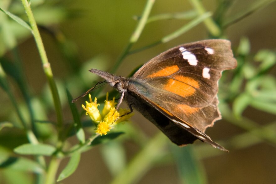 An American Snout butterfly.