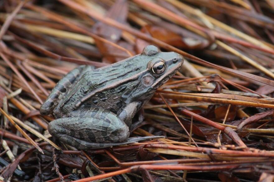 frog