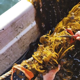 A kelp farmer harvests the marine algae off the coast of Cordova, Alaska.