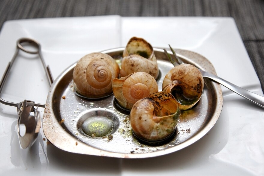 Cooked Burgundy snails in garlic butter. These snails are a popular French delicacy. These days they are imported into France from other European countries.