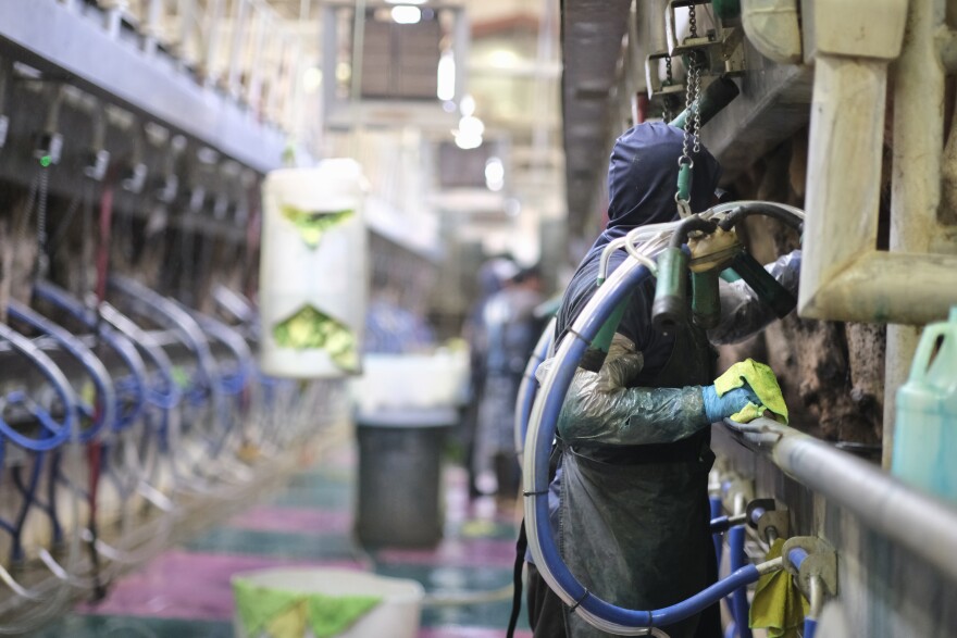 A worker attaches a milking unit to a line of cows at a dairy farm in western Kansas.