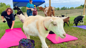 Multiple goats wander among participants of the September 5 goat yoga session at Maybury Farms, with one goat standing on one participant's back