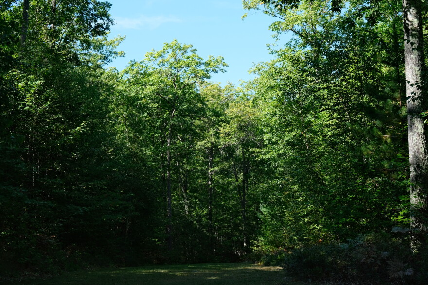 Leaves are still mostly green at the CAVOC Trails in Rhinelander on September 16, 2026.