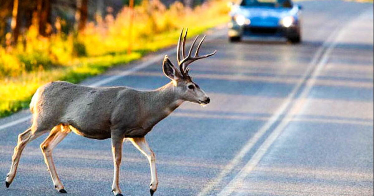 Sheriff Reminds Drivers about Farm Equipment, Deer on Roadways