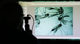 Evaristo Miqueli, a natural resources officer with Broward County Mosquito Control, looks through a microscope at Aedes aegypti mosquitoes, Tuesday, June 28, 2016, in Pembroke Pines, Fla. The mosquitoes were collected from a residential home during a routine inspection, as part of the county's mosquito control procedure. Health officials are concerned about the spread of the Zika virus in the U.S., which is spread by the Aedes aegypti mosquito. (AP Photo/Lynne Sladky)