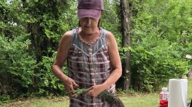 A woman in a baseball cap and checkers tank top holds a handful of lavender stems, trimming extra leaves form the plants before bundling them up with a rubber band.