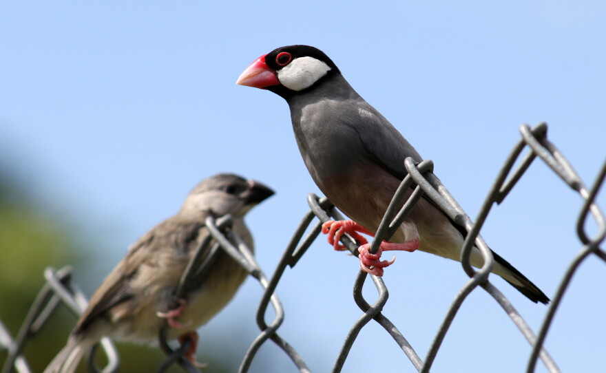 Manu Minute: The broad-beaked Java sparrow | Hawai'i Public Radio
