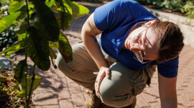Nicole Pruess, Invertebrate Keeper, looks at the leaves to find any caterpillars at Sophia M. Sachs Butterfly House on Thursday, September 5, 2024.