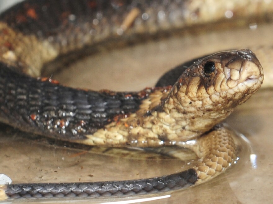 She'll be known as Mia now.