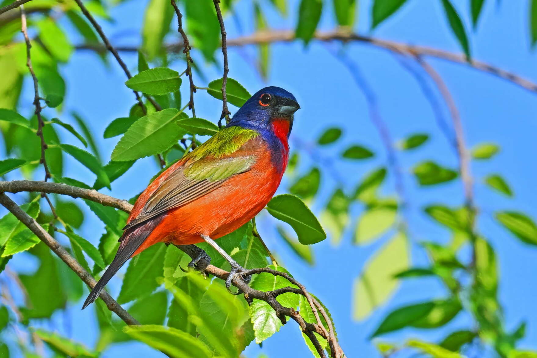 The Painted Bunting is turning heads at Raleigh's Dorothea Dix Park ...