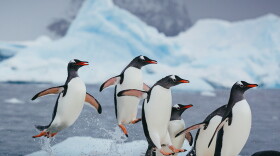 Gentoo penguins explode out of the ocean in Antarctica.