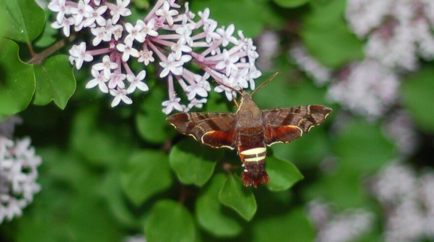 Nessus Sphinx moth