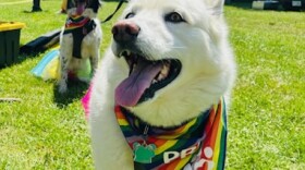 The Littleton Pride festival drew lots of people - and dogs.