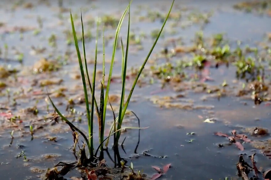 Beanblossom Bottoms is a wetland nature preserve near Bloomington. SB 246 would allow the Indiana Department of Natural Resources to certify some acres of ground as a wildland — which counts as a tax break.