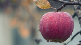 While COVID-19 has had a minimal impact on orchard visitation in Indiana, the pandemic has exacerbated labor and farmhand issues for commercial apple orchards across the country.