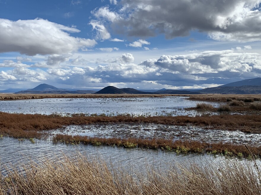 Fifty acres are wet at the Lower Klamath National Wildlife Refuge in October. Refuge Manager Greg Austin says they should have around 20,000 acres with water this time of year to support hundreds of thousands of migrating birds.