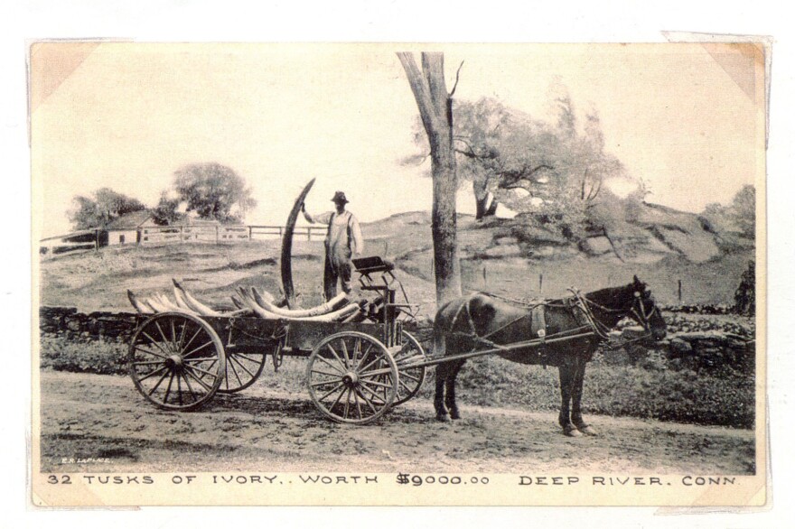 Stephen Beale drives a wagonload of ivory tusks to town from Deep River Landing. (Date unknown.)