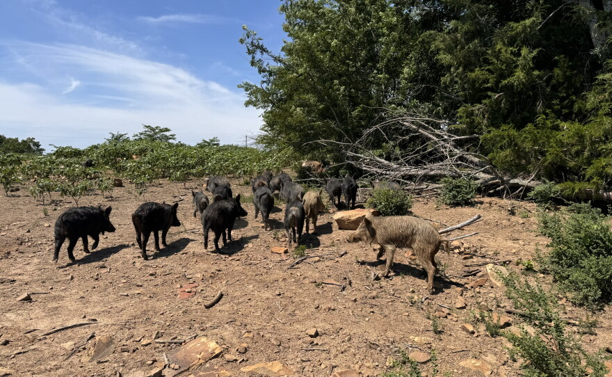 Choctaw hogs