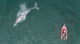 A drone films a grey whale and a research boat