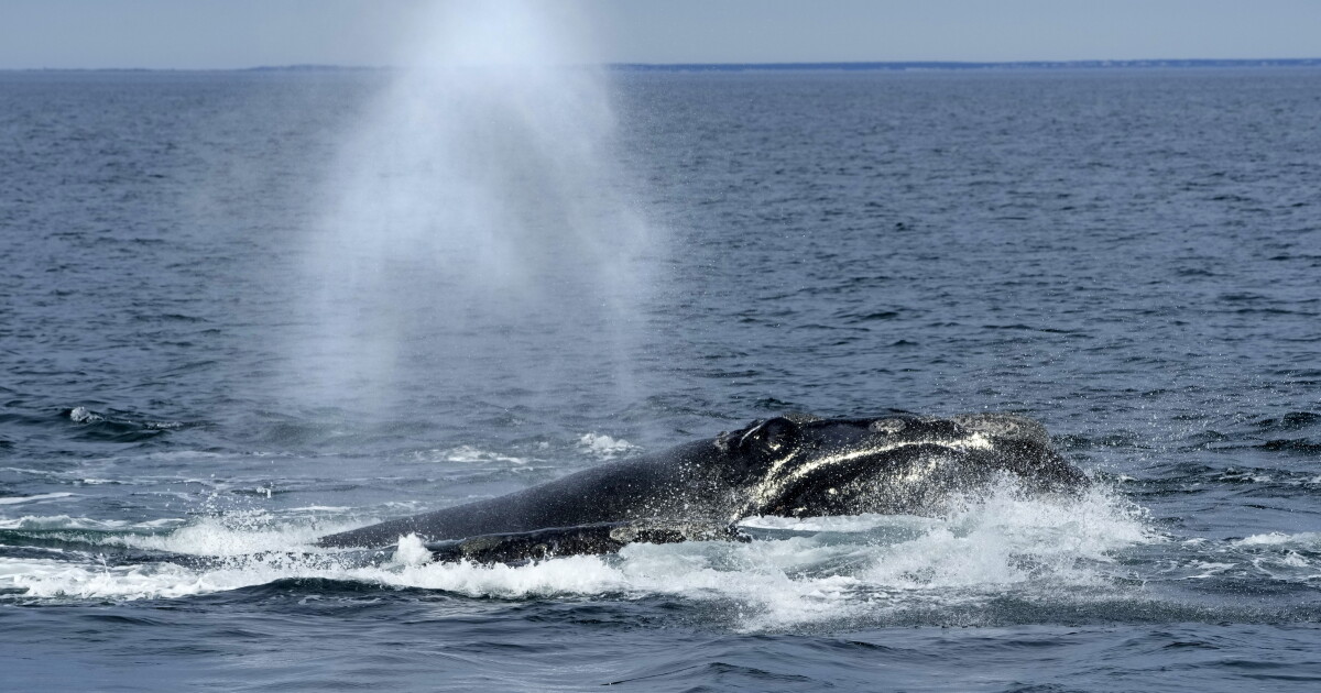 Conservationists Defend Speed Rule to Save Endangered Whales