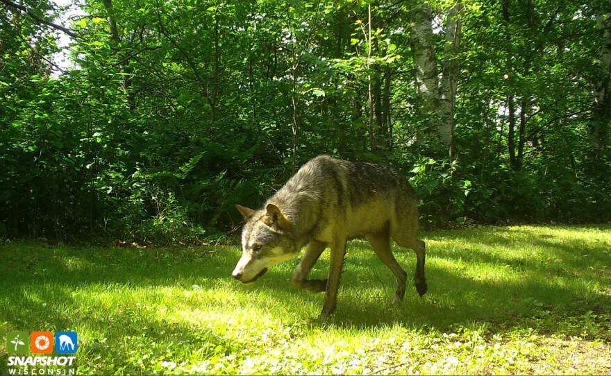 A wolf in Oneida County
