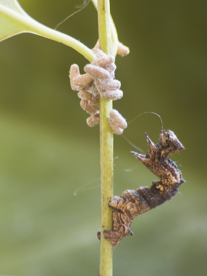 A moth caterpillar with pupae of the Braconid parasitoid wasp Glyptapanteles sp., more commonly known as the Voodoo wasp.