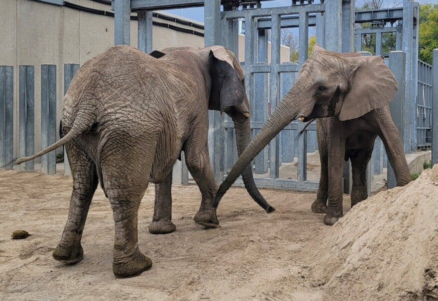 Elephants Christie and Zuri at their new home