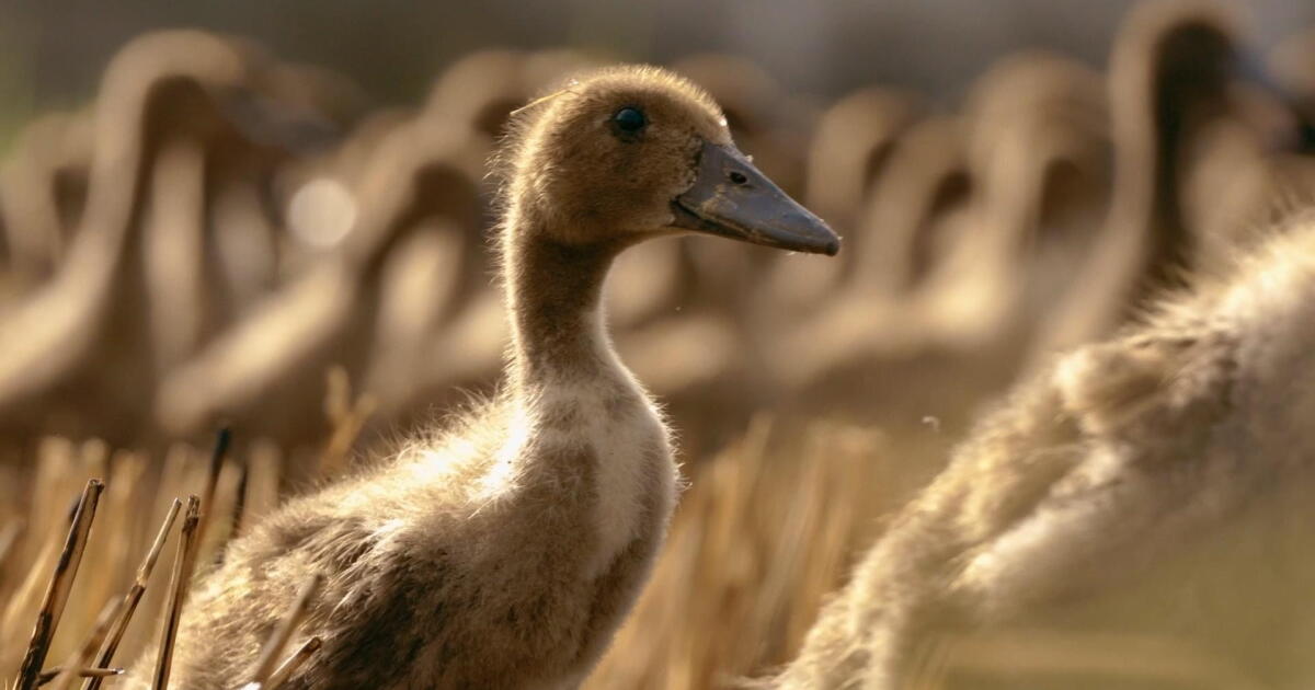 Duck Deployments and Mite Airstrikes: Nature’s Pest Patrol