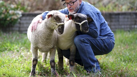 A man bends down to tend his two sheep