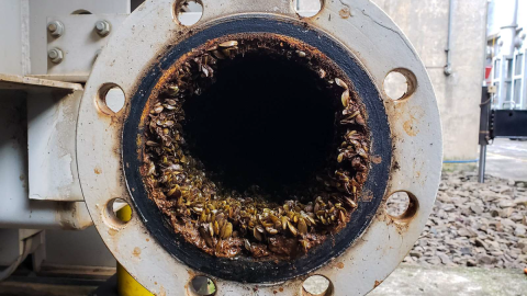 Cross section of a utility pipe shows how a colony of hundreds of golden mussels coats the walls of the pipe. 