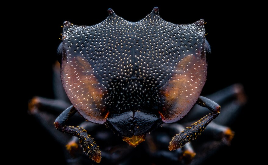 Turtle Ant, <em>Cephalotes</em>