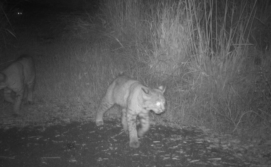 Bobcat babies mostly grown up