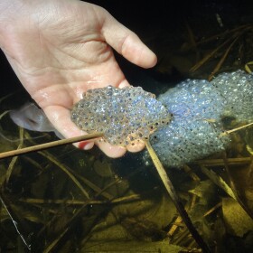 Sean Callahan, conservation director at Grass River Natural Area in Antrim County, holds a mass of wood frog eggs found in a vernal pool. (Photo: Ellie Katz/IPR News)