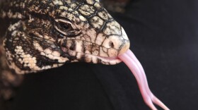 A black and white Argentine Tegu lizard sticks out its tongue at the Yebo Gogga exhibition at the University of the Witwatersrand in Johannesburg on May 13, 2015. (Denis Farrell/AP)